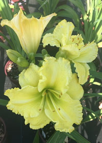 Hemerocallis  'Omo muki'